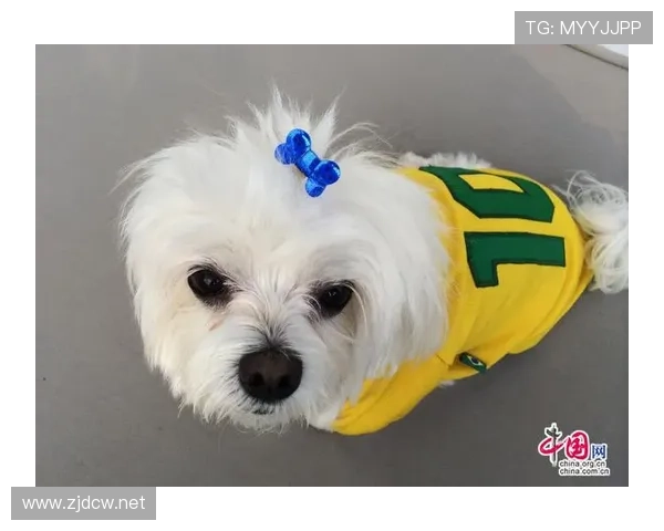 内马尔家的狗吃的比我家孩子还贵